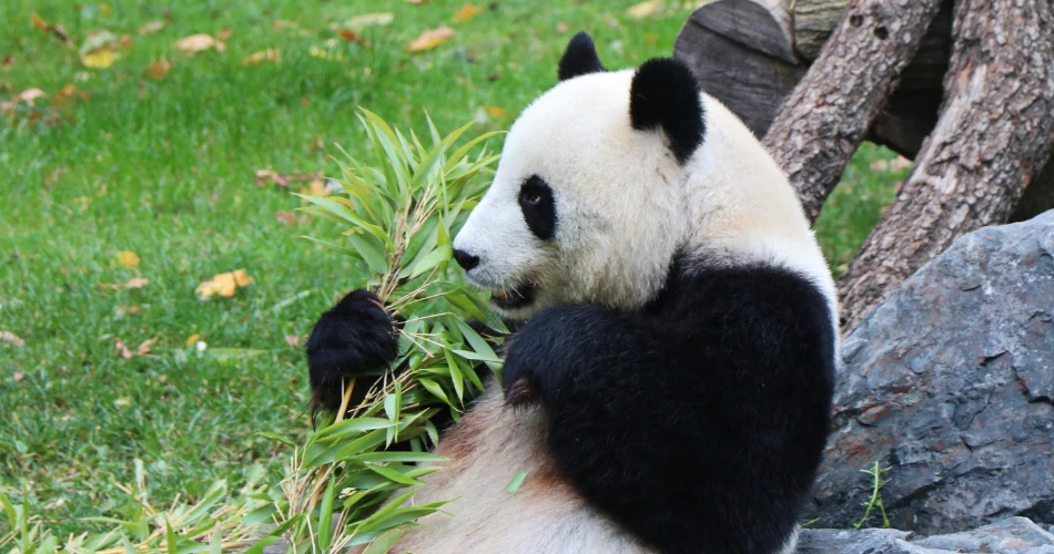 Best Things to Do in San Francisco with Family