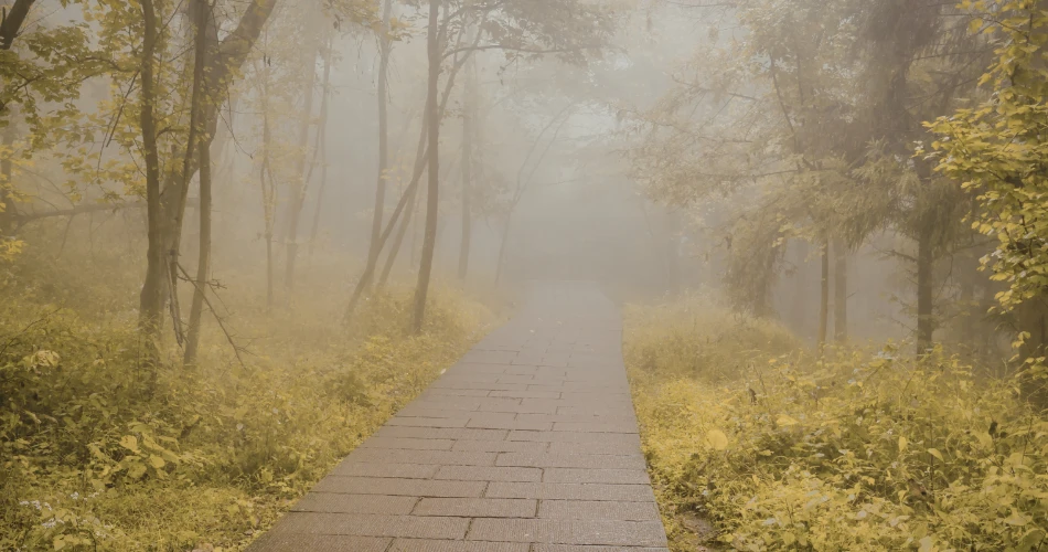 Top Scenic Hiking Trails in San Francisco You Must Explore